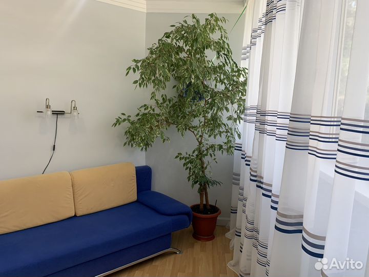 Фикус Бенджамина большой