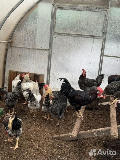 Молодые петушки