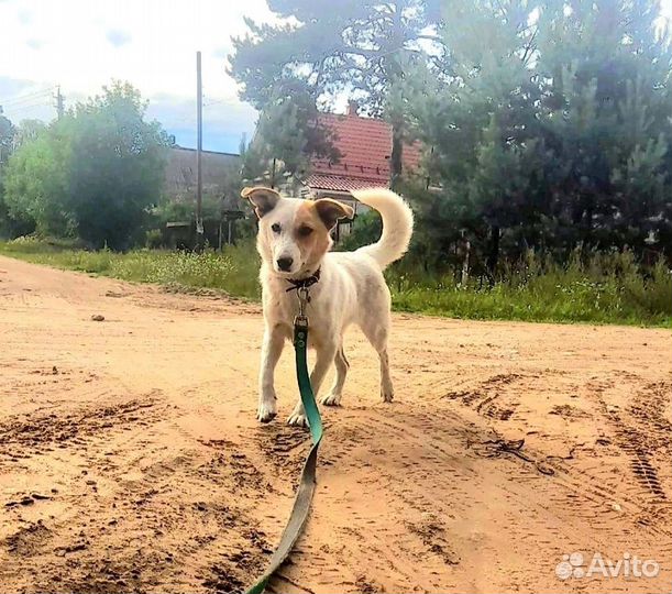 Собака в приюте