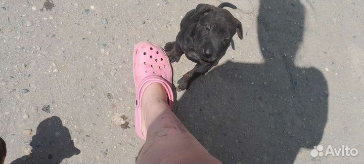 Собаки щенки шарпей