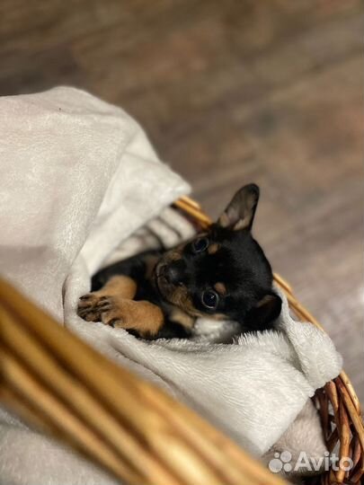 Той-терьер щенки