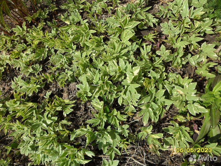 Многолетники для сада и клумб, разные виды лука