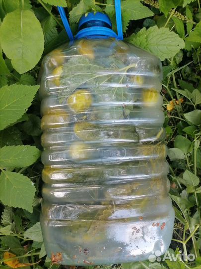 Огурцы бочковые, 5 л. Мелисса