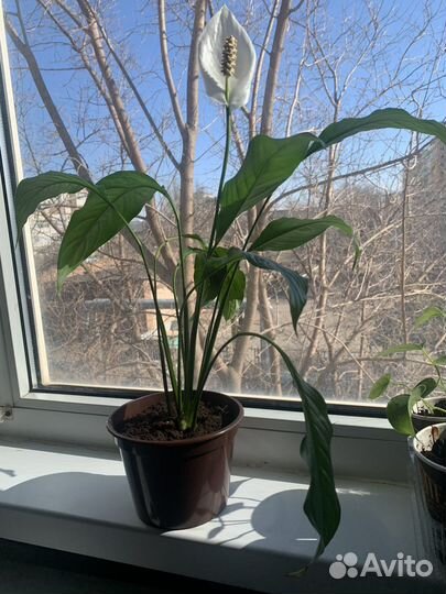 Цветок женское счастье (спатифиллум)