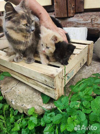 Котята в добрые руки