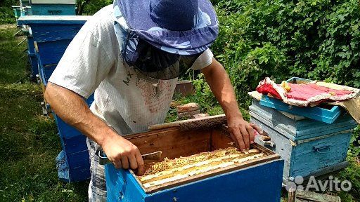 Пчелопакеты