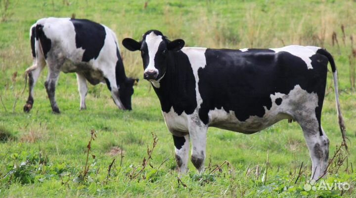 Нетель, корова