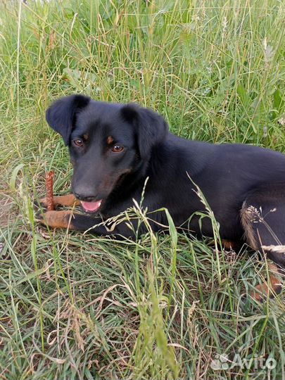 Небольшой собачке очень нужен дом