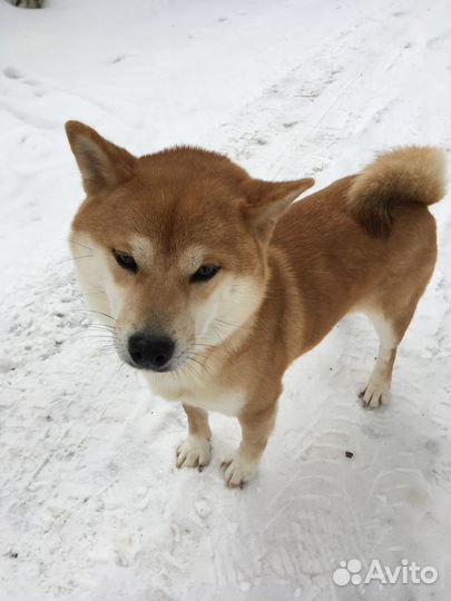 Щенки сиба ину