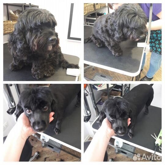 Стрижка Собак Санкт Петербург. м. Озерки Груминг