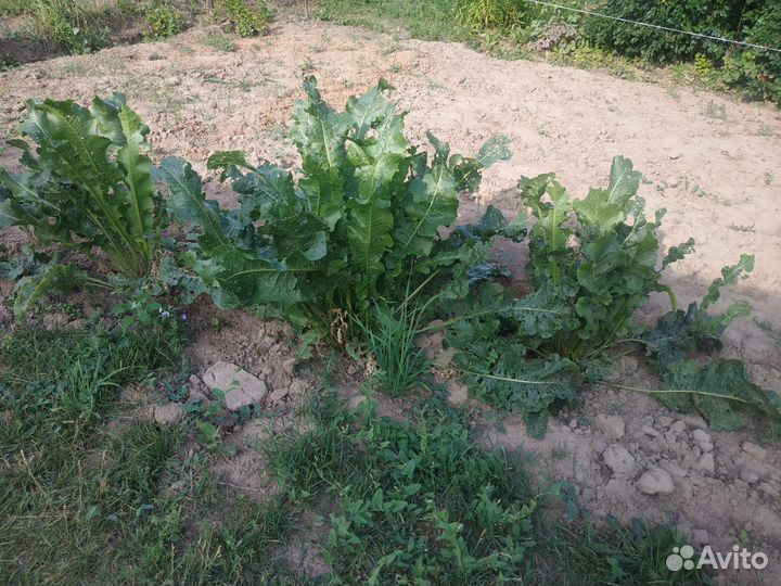 Корни хрена