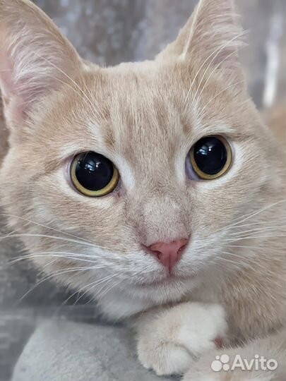 Персик ждет своего человека