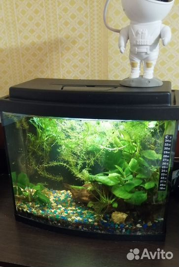 Аквариум с рыбками