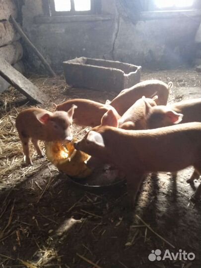 Поросята