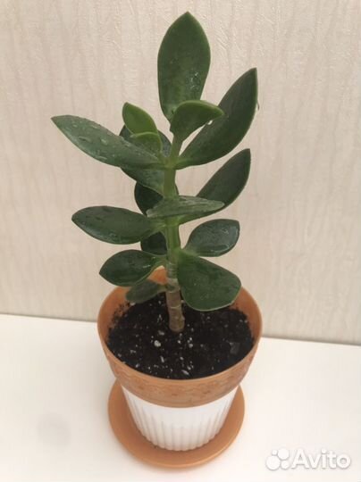 Молочай Беложильчатый,Толстянка (Денежное дерево)