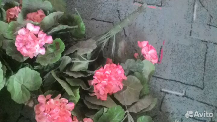 Цветы декоративные Австрия