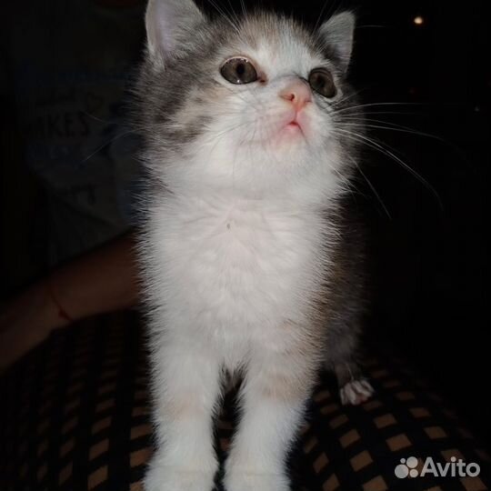 Трехцветный котенок девочка