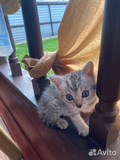 Отдам котенка в добрые руки