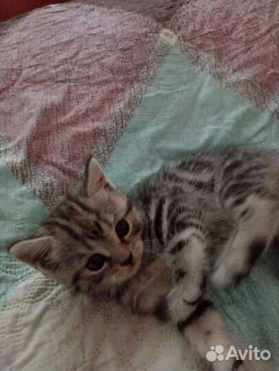 Британские котята