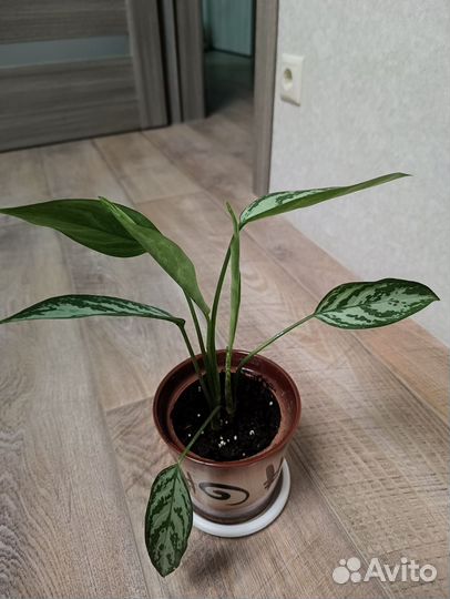 Антуриум, сингониум