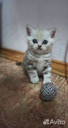 Шотландские котята