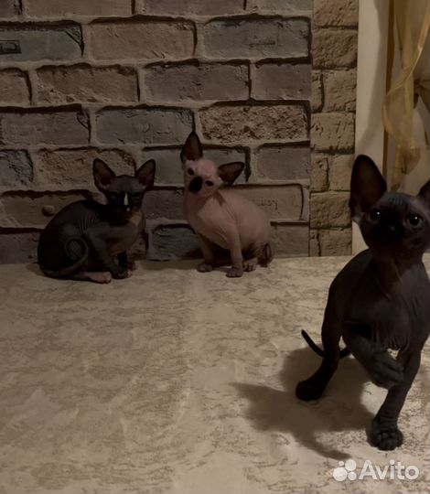 Канадский сфинкс