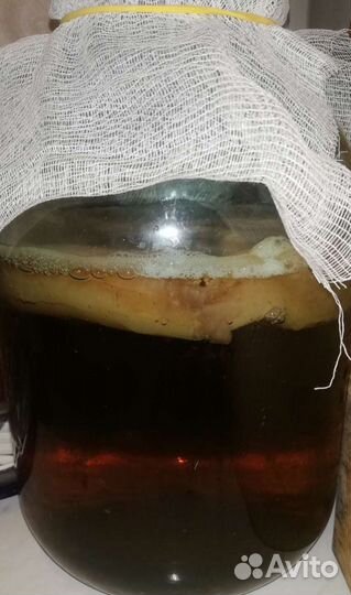 Чайный гриб