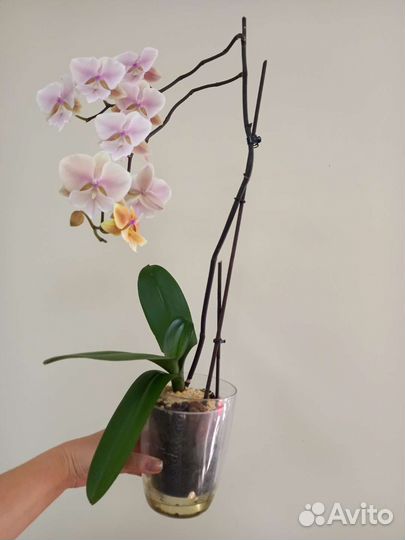 Орхидея Осенний ветер