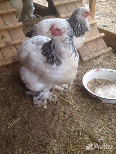 Цыплята брама