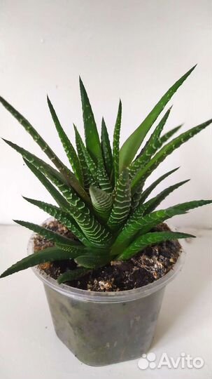 Хавортия полосатая (суккуленты)