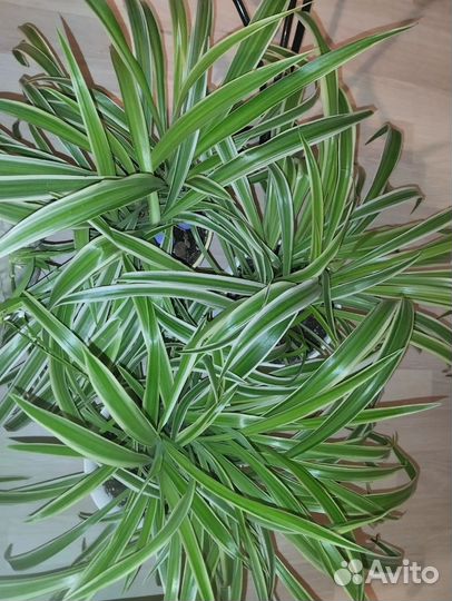 Хлорофитум лаксум