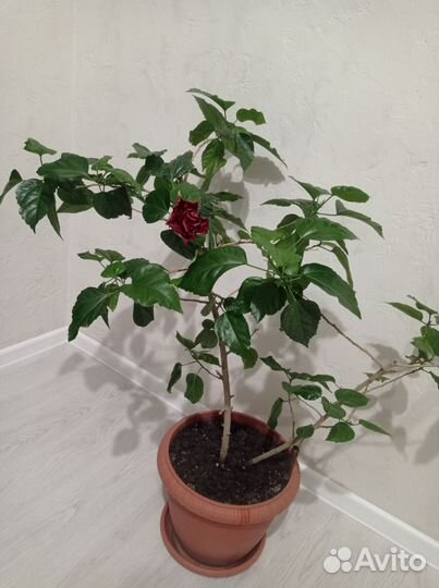 Гибискус комнатный махровый (китайская роза)