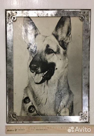 Фотография собаки