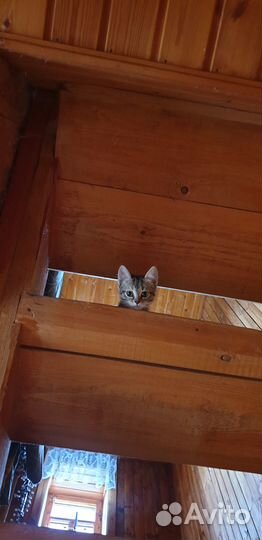 Котёнок девочка 2 месяца