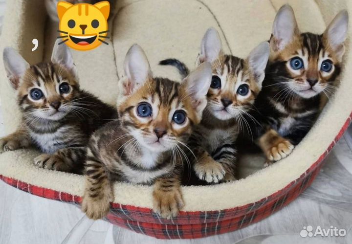 Бенгальская