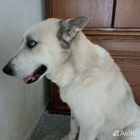 Собака в добрые руки отдам бесплатно