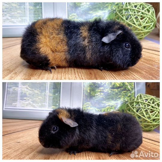 Морские свинки Разных пород(мальчики)