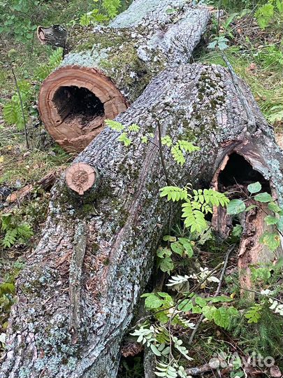 Дуб под дизайн