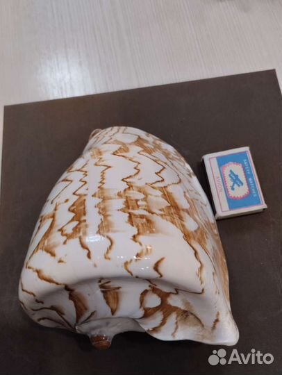 Большая морская раковина