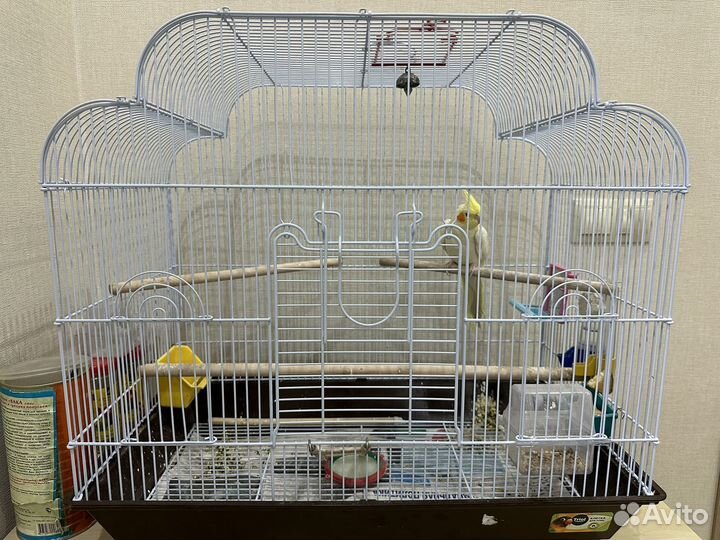 Попугай корелла