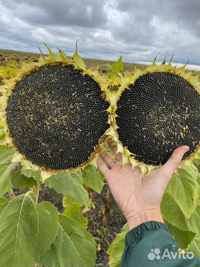 Гибриды семян Подсолнечника Агроплазма евролайтинг