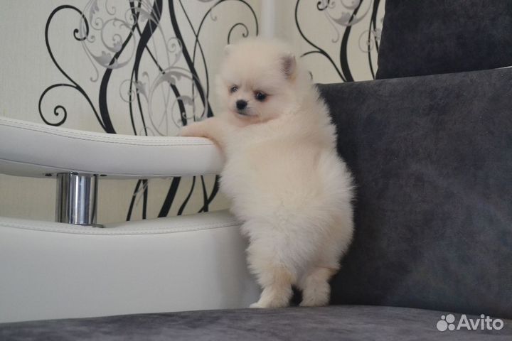 Щенки померанского шпица мини и стандарт