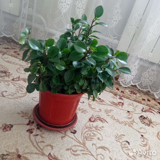 Комнатные цветы шефлера