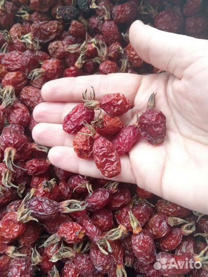 Шиповник сушеный