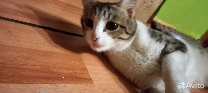 Кошка