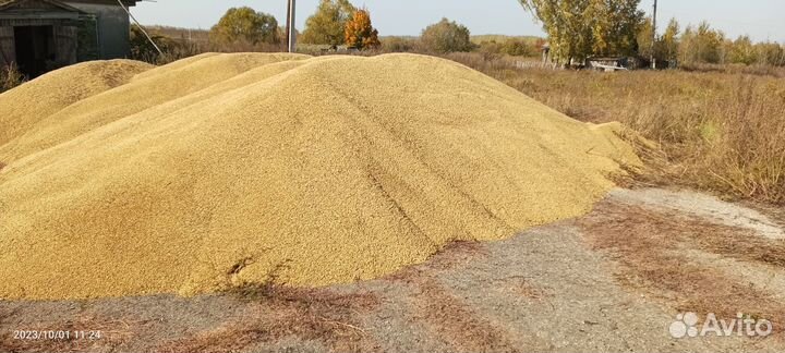 Продам зерно ячмень