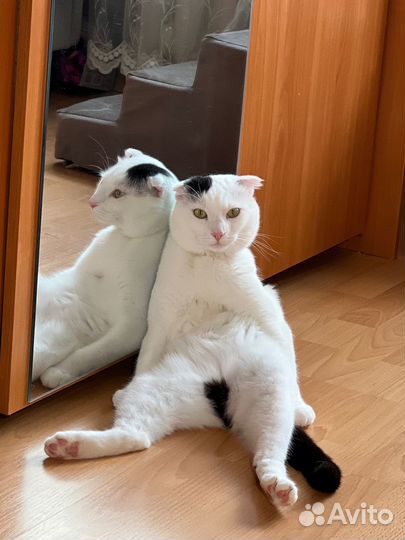 Вислоухий кот Максим