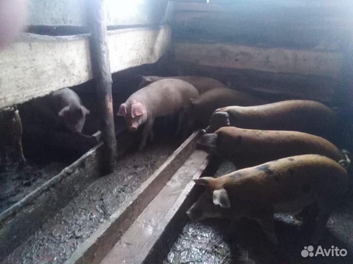 Поросята ландрас+дюрок