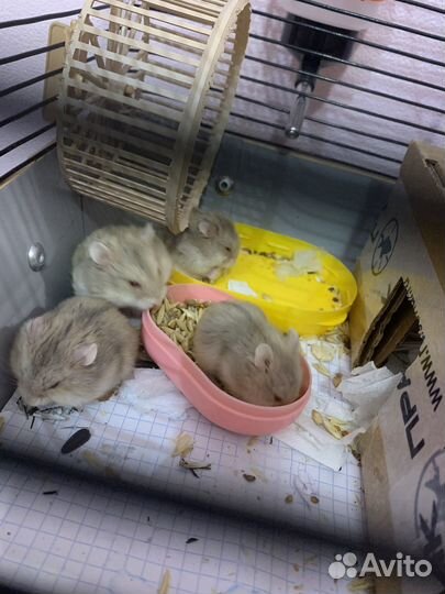 Джунгарский хомяк