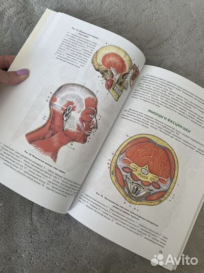 Анатомия человека 2023 год